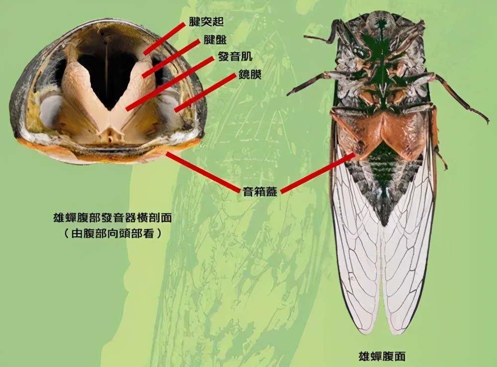 為什么天越熱，蟬叫得越厲害？