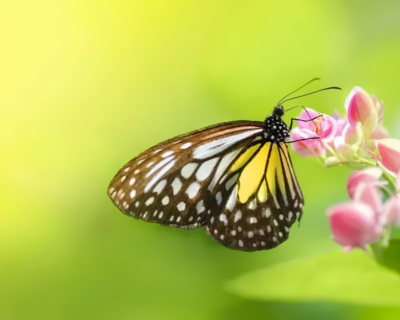 你對(duì)這些觀賞性昆蟲(chóng)了解多少？
