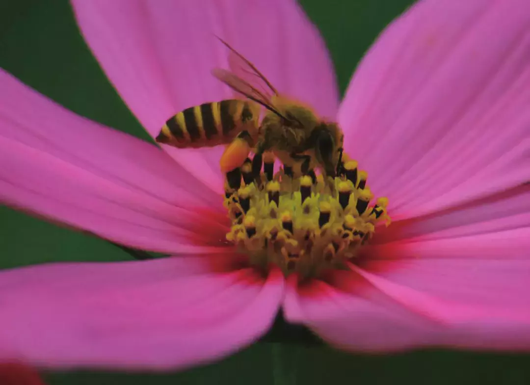 如何區(qū)分黃蜂、蜜蜂、馬蜂、胡蜂……各種蜂？